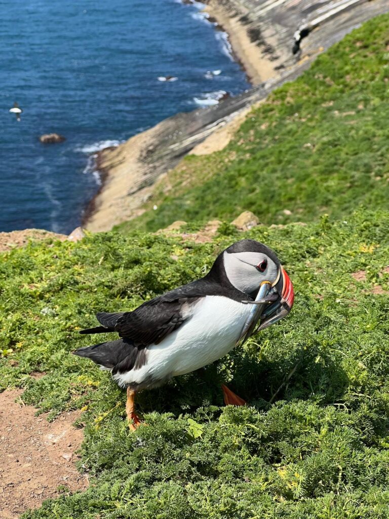 WhatsApp-Image-2025-02-03-at-13.13.08-768x1024 Das Abenteuer Skomer Island